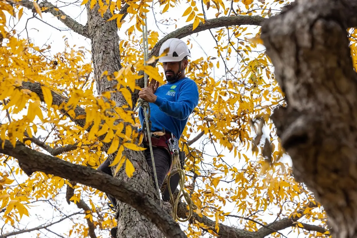 Skilled Storm Damage Cleanup crew working in Woodville